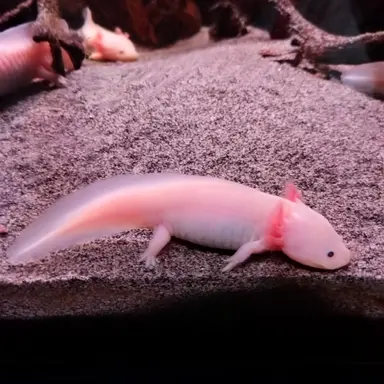 Profile image of 아이템 구성자