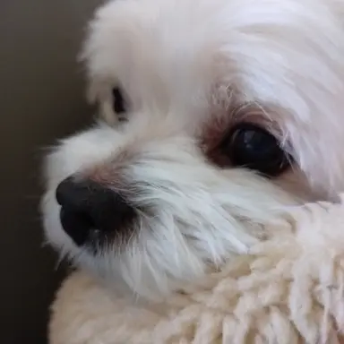 Profile image of 구성 설명자