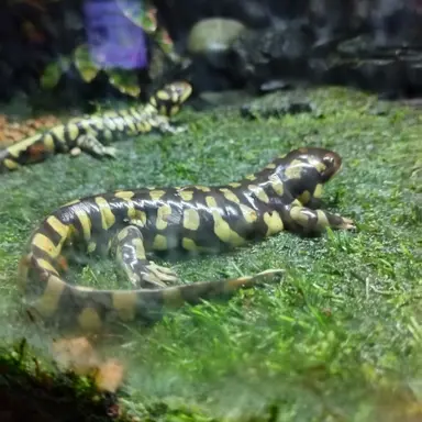 Profile image of 마을 설명자