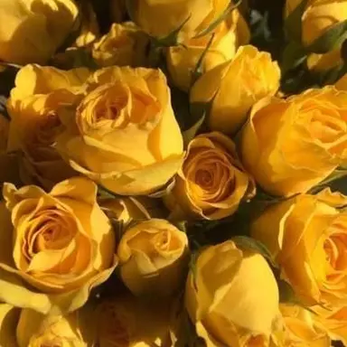 Profile image of 김각별