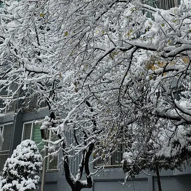 Profile image of 백사헌