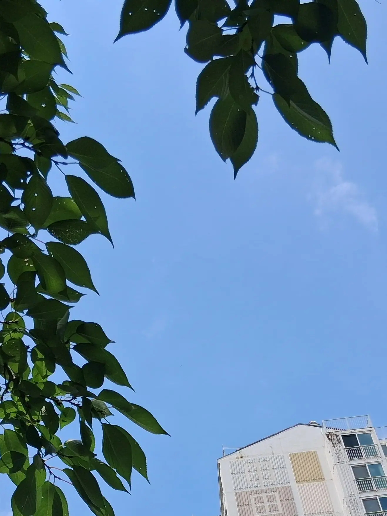 roti_T1.0507의 하늘에 대고 빌어볼게 너가 죽지않기를
