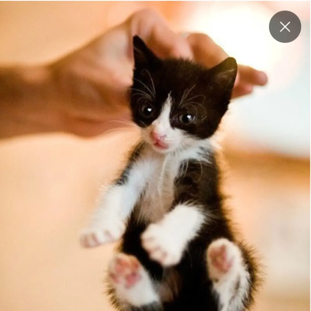 CloudyGuest1496의 김냥이