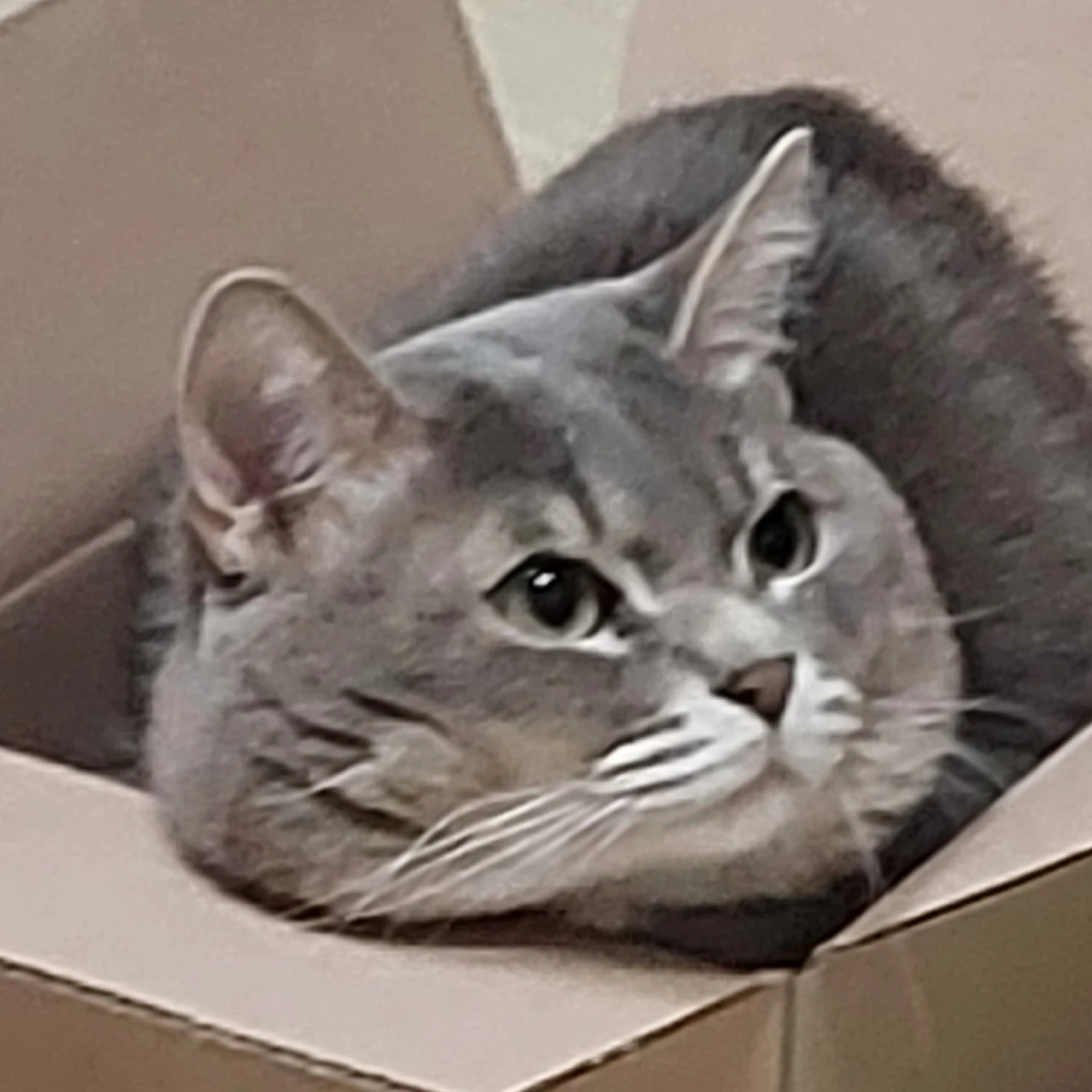 꿀꿀이