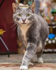 OrnateLeg8763의 Felix