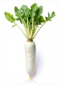 Profile image of コン