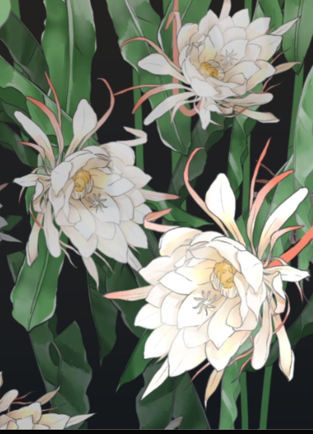 花言葉 - zeta