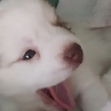 Profile image of 새끼 강아지