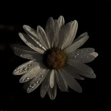 Profile image of Hope