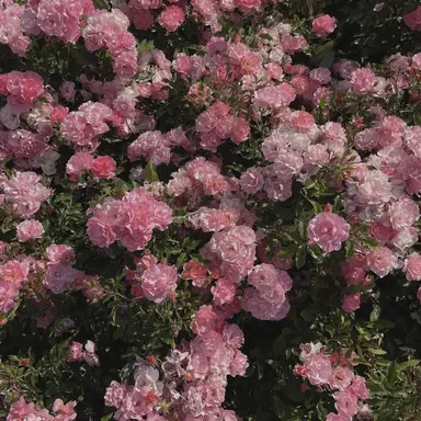 Profile image of 레일리아 카네사