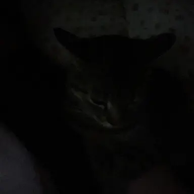 Profile image of Jace