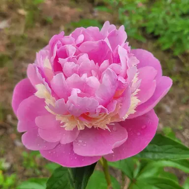 Profile image of 이사벨