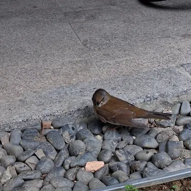 Profile image of 예콩이