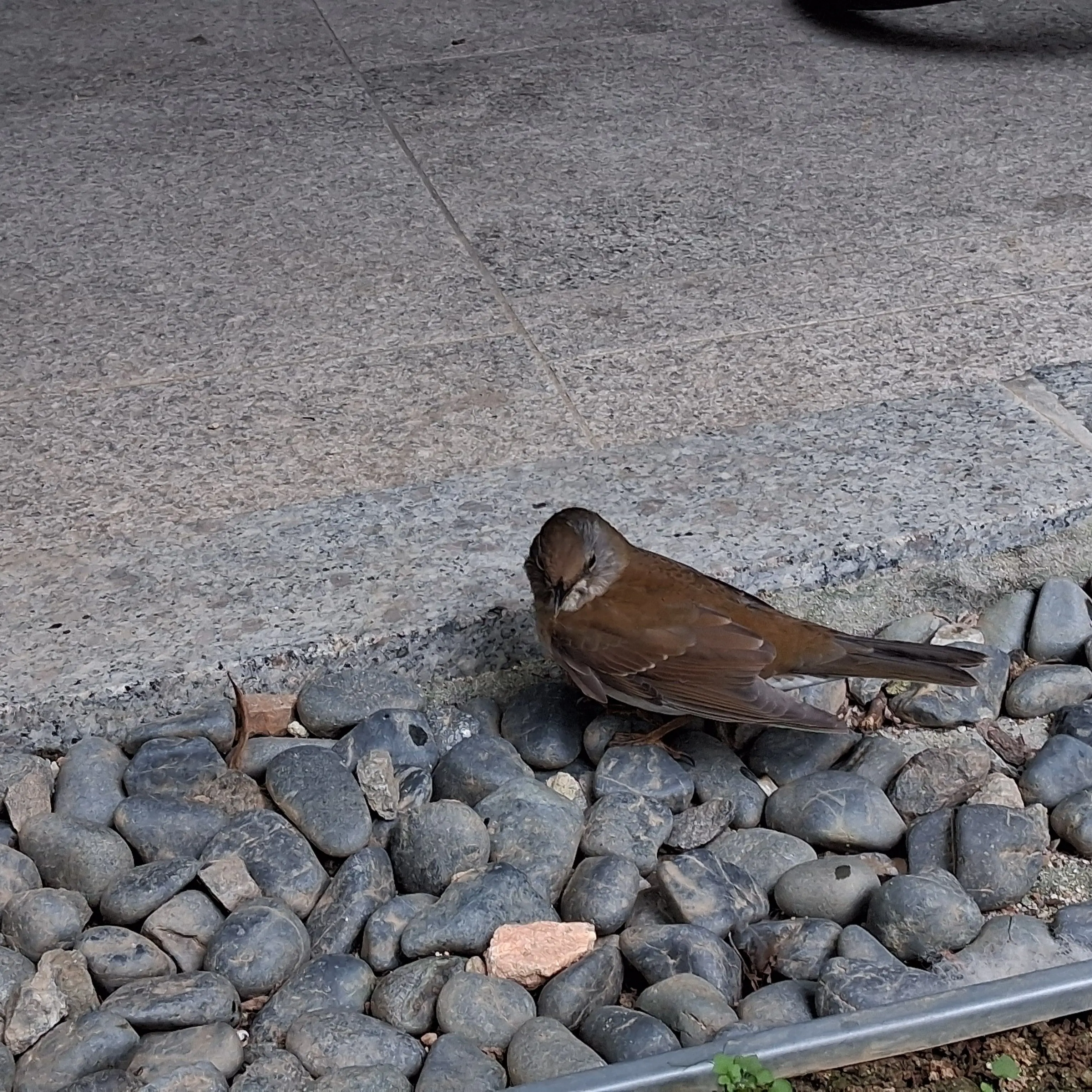 JerkyMango4315의 예콩이네 둘째로 살기