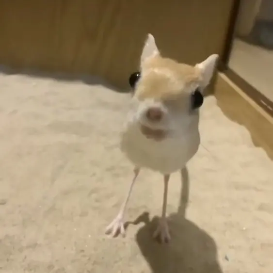 Iroiroiroo의 이로똥이 V2