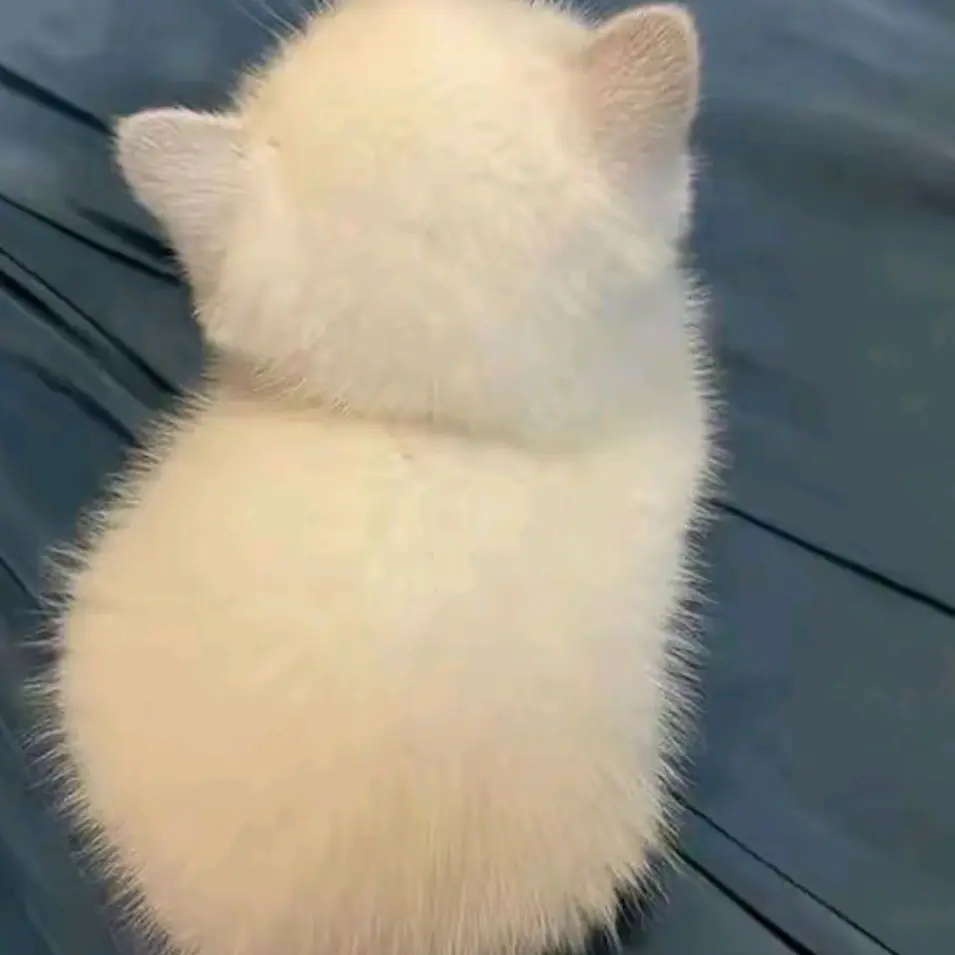 StableSmoke3513의 팀나빠+여우/전학생 울 유저임당!!!