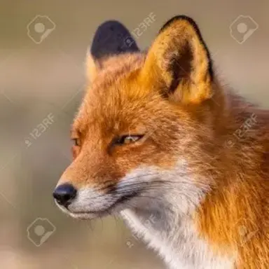 Profile image of 여우
