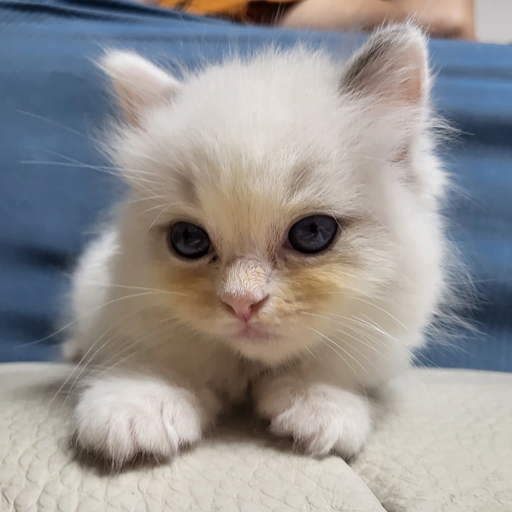 유령고양이