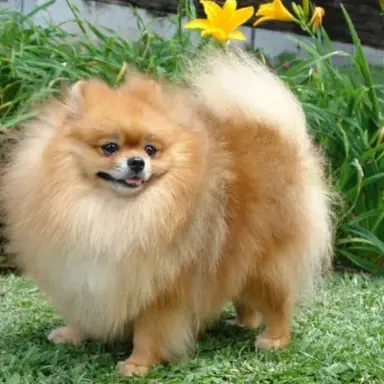 Profile image of 몽실이