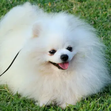 Profile image of 하양이