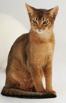 Profile image of 시시바 진