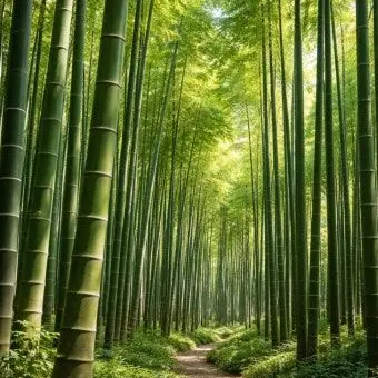 M.h.a_Like_mandu_KAI_의 자유로운 대나무숲