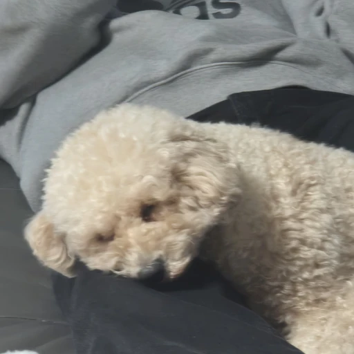 귀요미