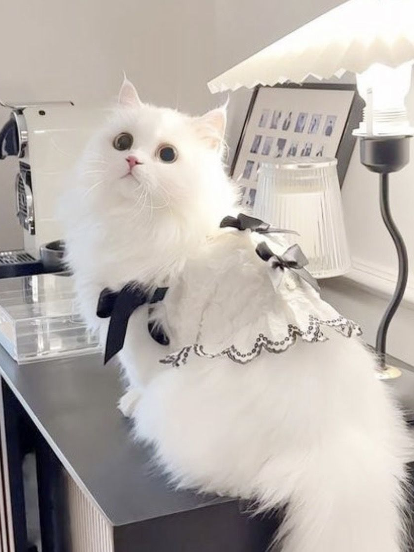 고양이수인 소멸을 줍줍해왔더니..?! 대표 이미지