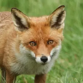 Profile image of 여우