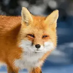 Profile image of 여우