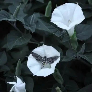 Profile image of 다츠라