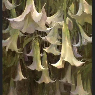 Profile image of 란토