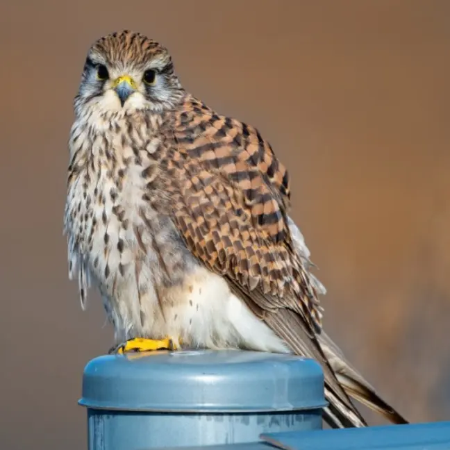 AngstyDune3430의 황조롱이