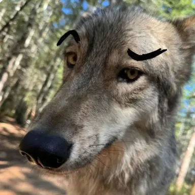 Profile image of 늑대
