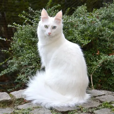 Profile image of 미스티클라우드