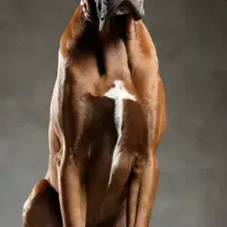 Profile image of Duke