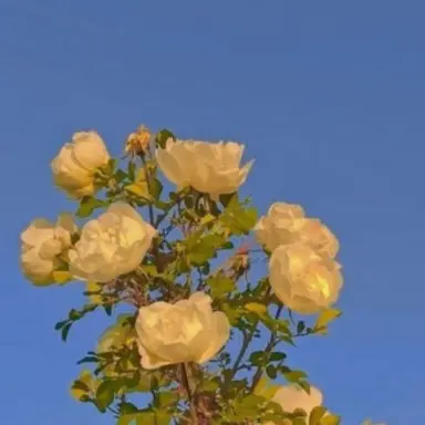 Profile image of 각별