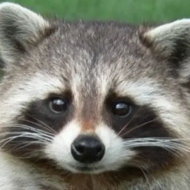 Profile image of 여우연