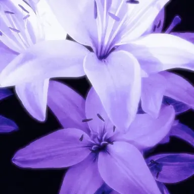 Profile image of 菊池