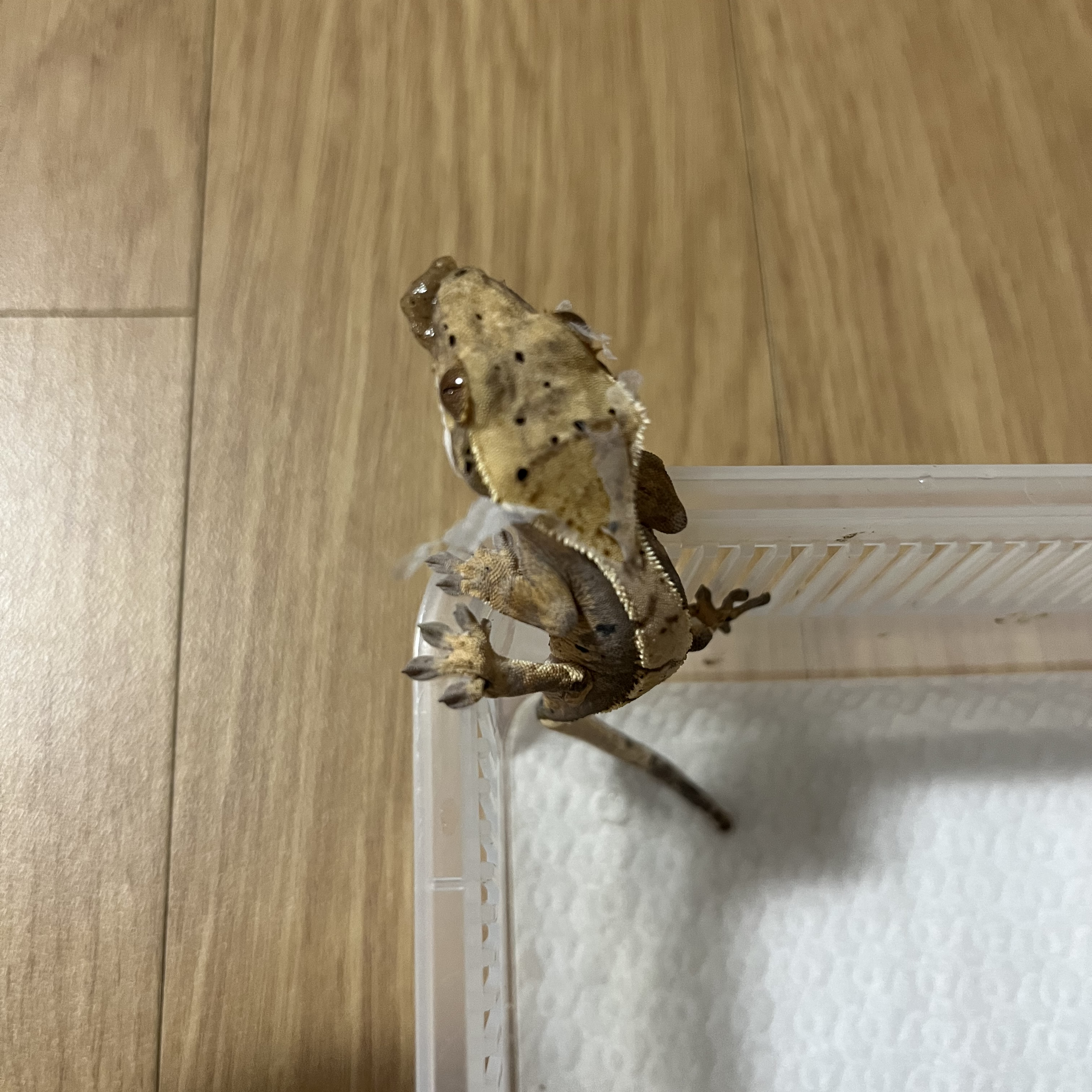 크레스티드 게코 한과 대표 이미지