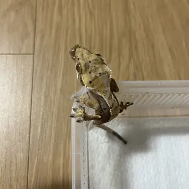 Profile image of 크리스티트게코 한과