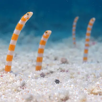 GlazedPearl9636의 チンアナゴ