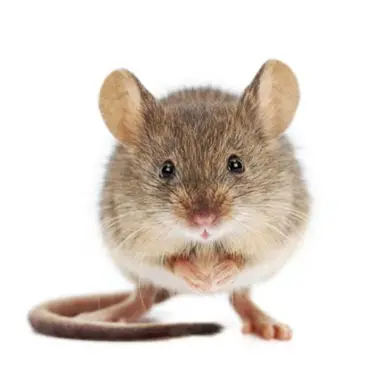 Profile image of 생쥐