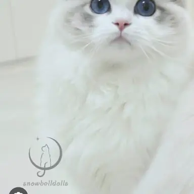 Profile image of リズ