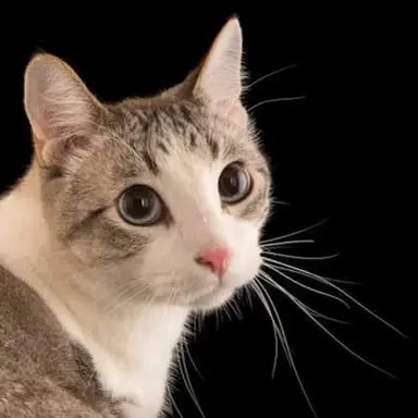 Profile image of Henry