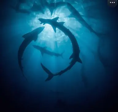 Profile image of Shark