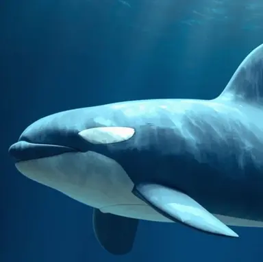 Profile image of Orca