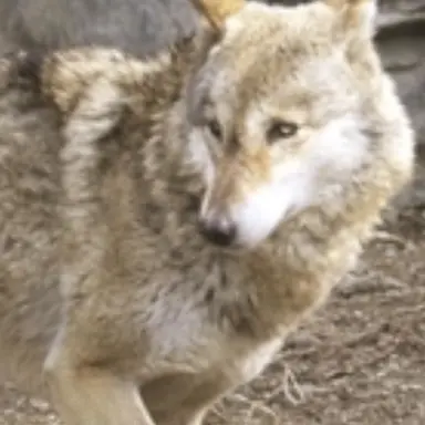 Profile image of 늑대