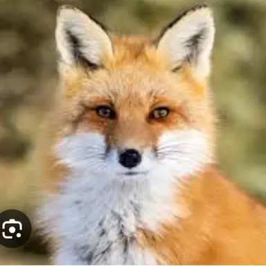 Profile image of 여우