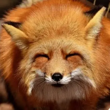 Profile image of 여우